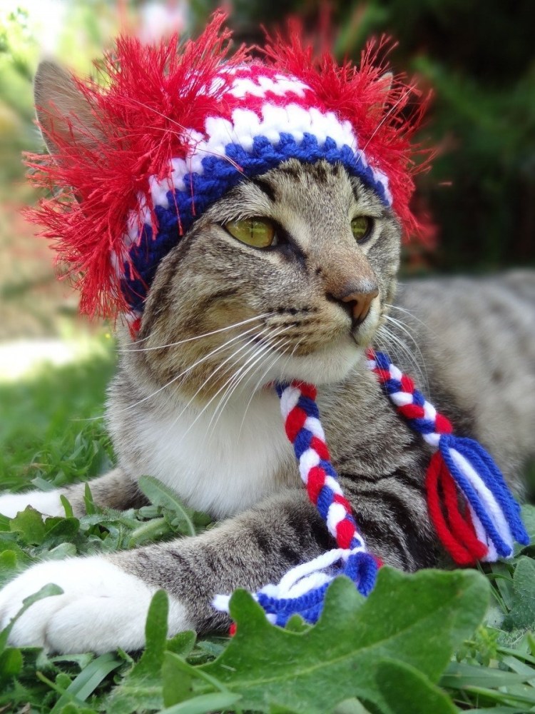 Шапочка кошки