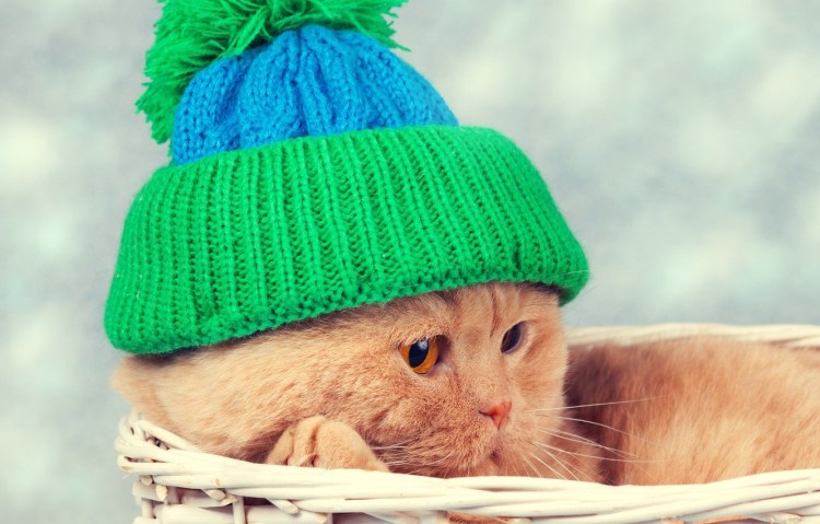 Кот в шапке