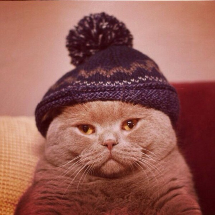 Котенок в шапочке