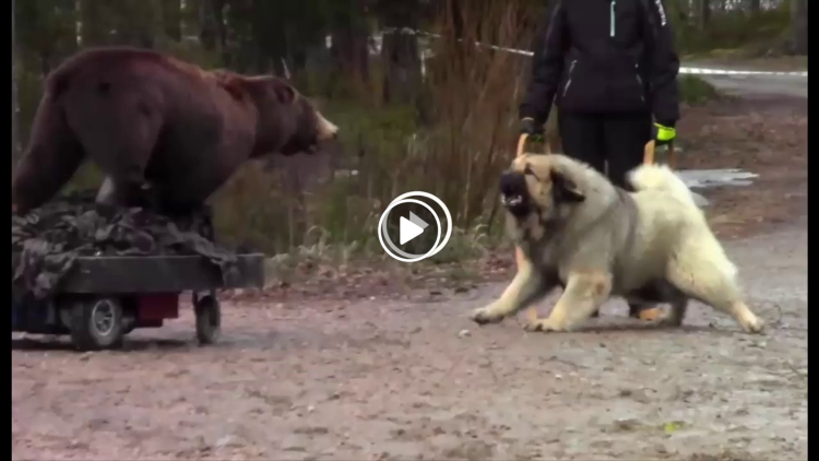 Кавказская овчарка против алабая