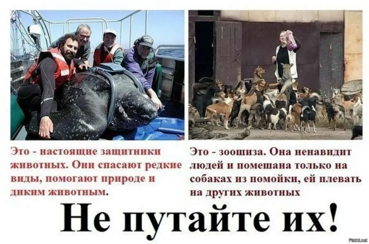 Защитники животных