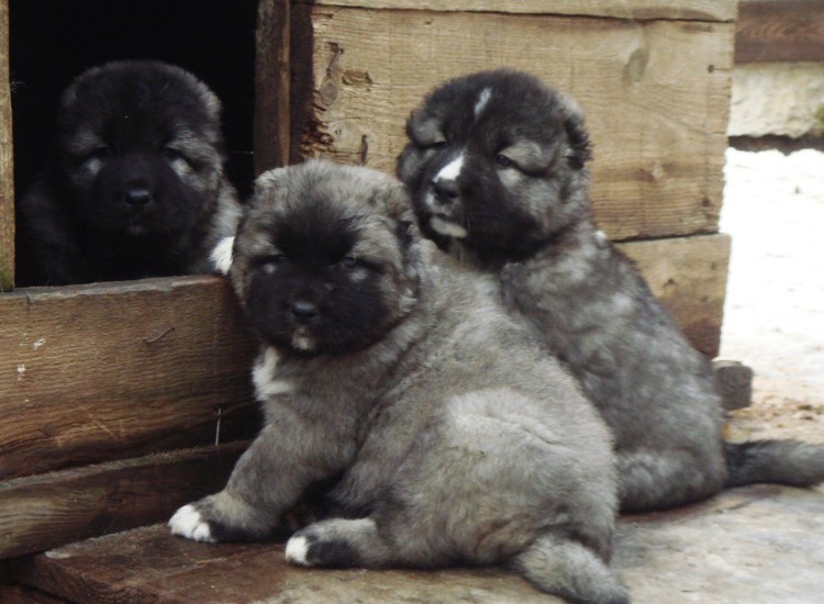 Щенок кавказской овчарки 1 месяц
