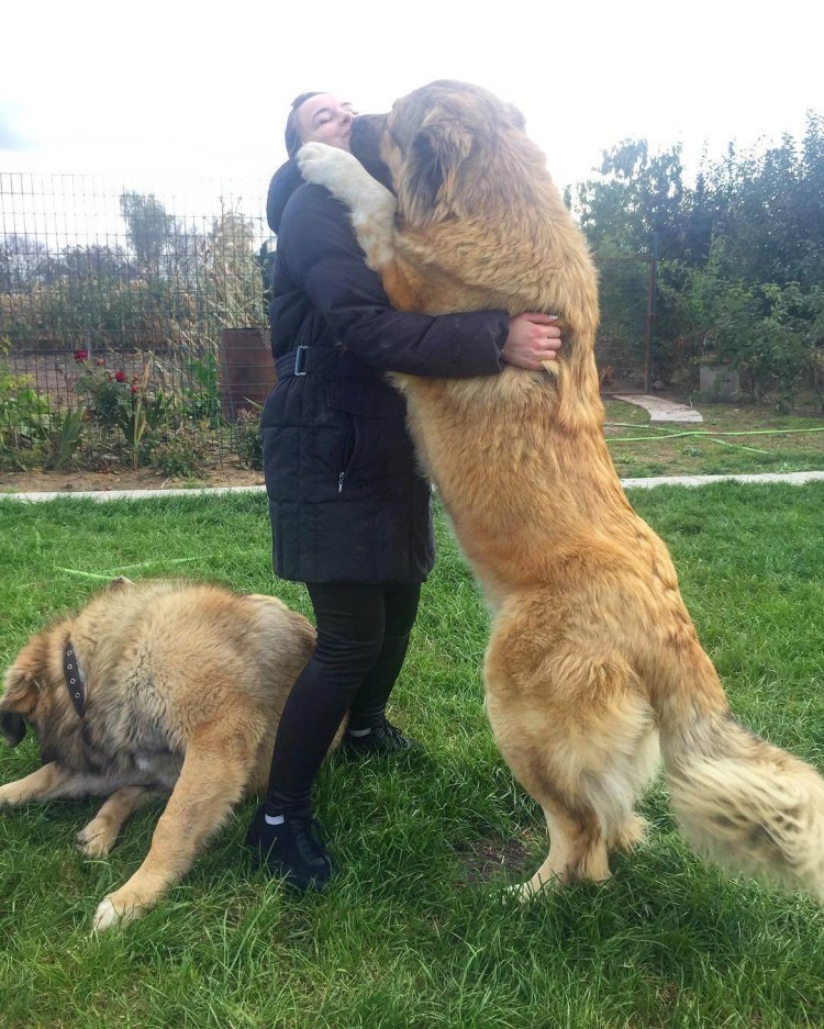 Кавказская овчарка 120 кг