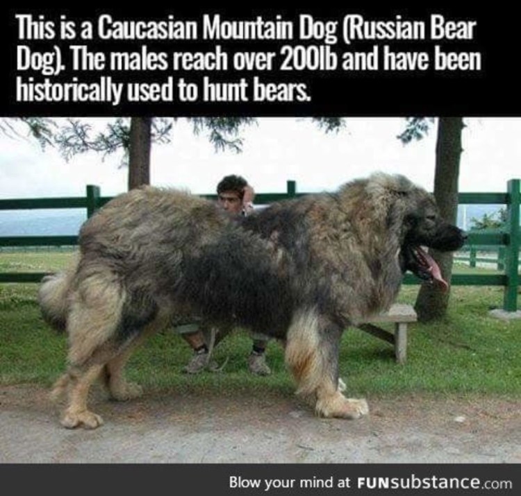 Кавказская овчарка Горцы