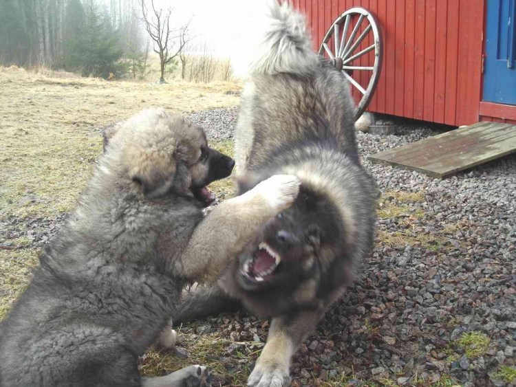 Кавказская овчарка злая