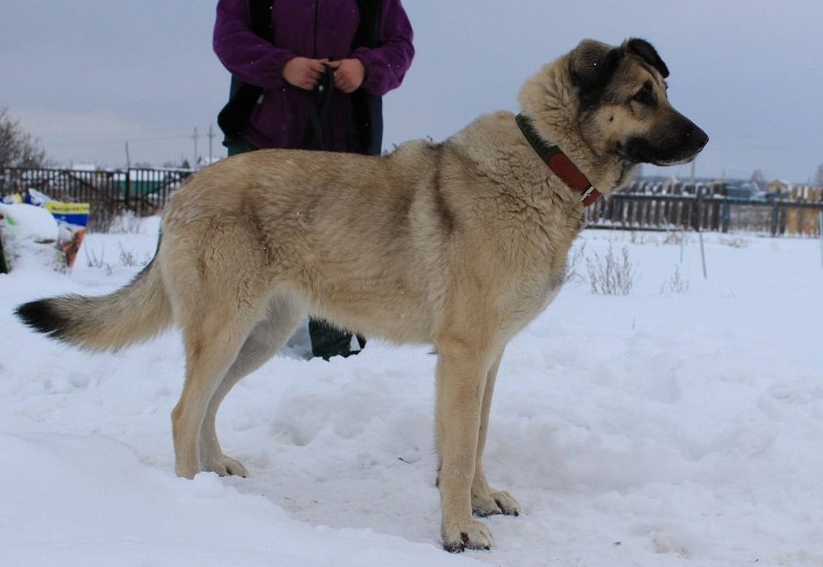 Метис кавказской овчарки