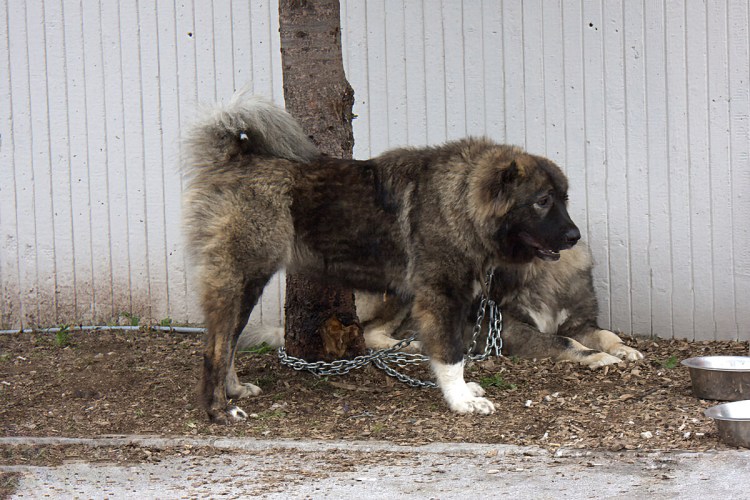 Старотипные кавказские овчарки