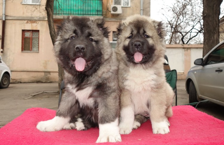 Кавказская овчарка черная