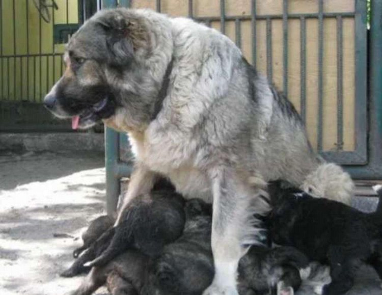 Алабай и Кавказская овчарка