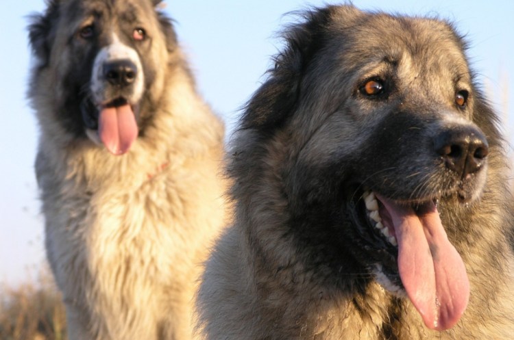Кавказская овчарка