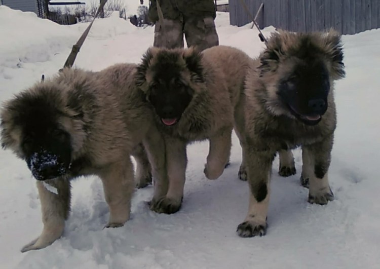 Кавказская овчарка щенок зимой