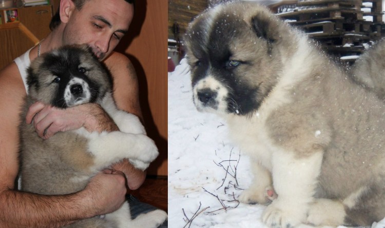 Щенок кавказской овчарки 1 месяц