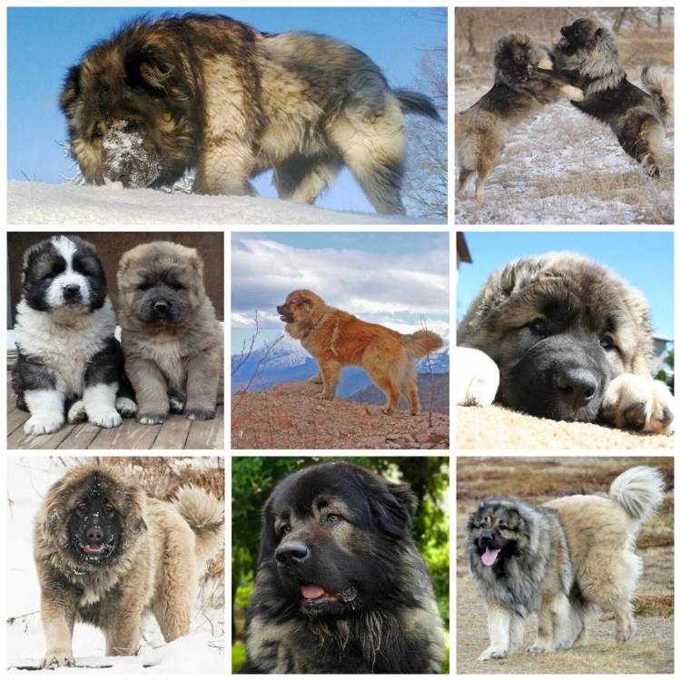 Кавказская овчарка Алиса