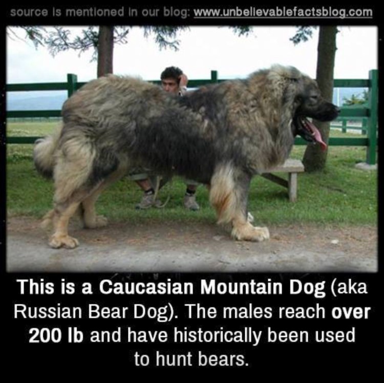 Caucasian Shepherd funny