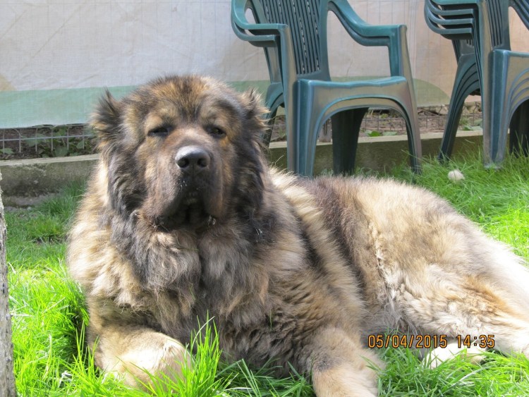 Кавказская овчарка