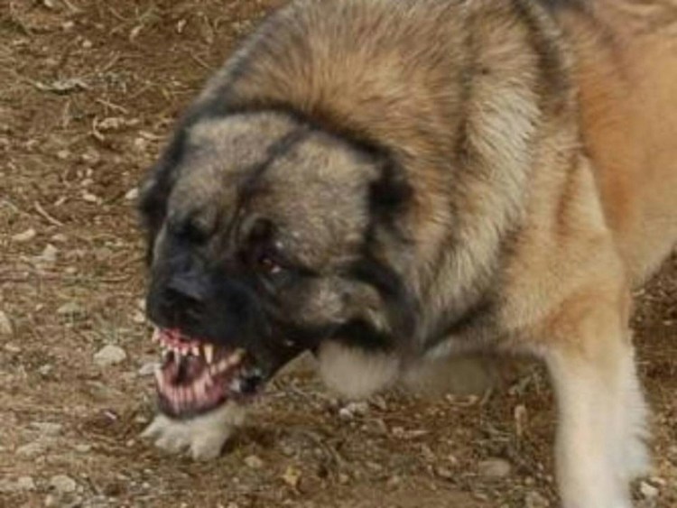 Злая собака Кавказская овчарка