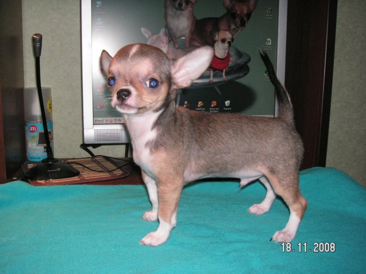 Родничок у чихуахуа