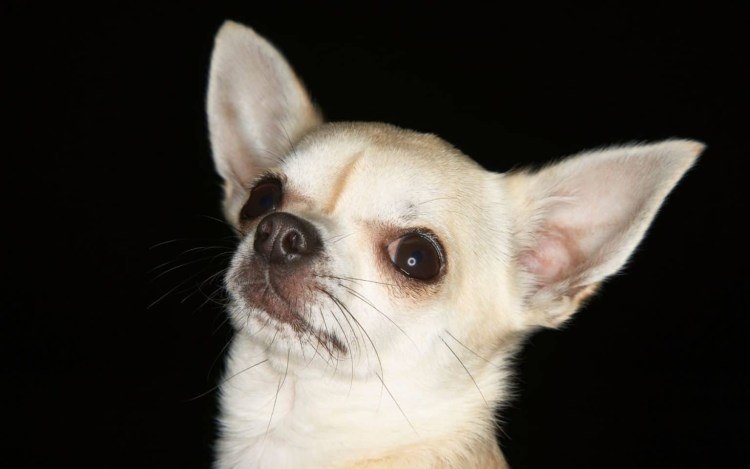 Чихуахуа против