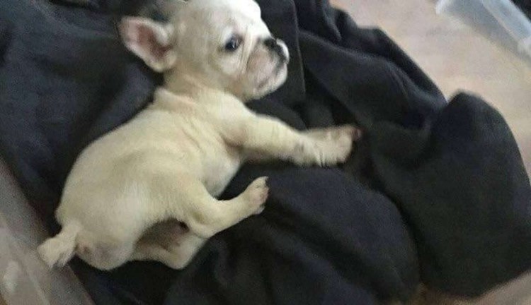 Гидроцефалия у той терьера