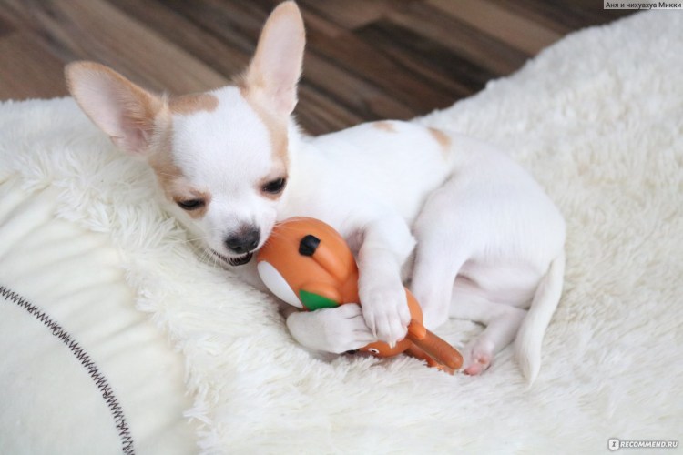 Чихуахуа за 5000