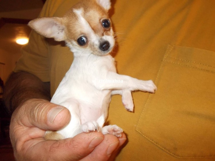 Гизмо чихуахуа