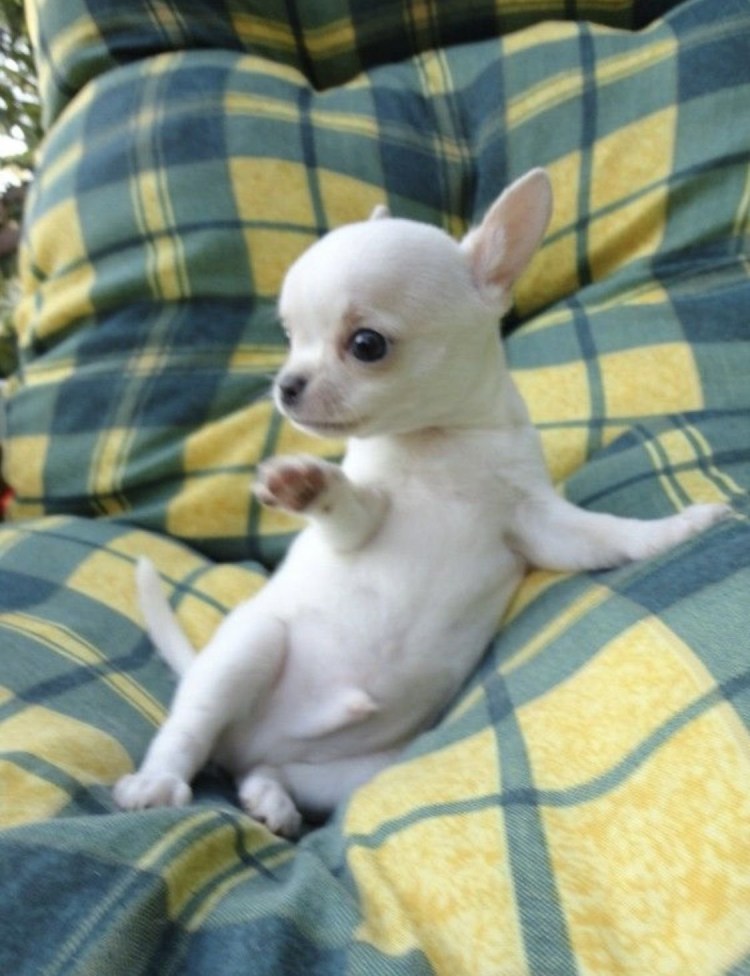 Щенок чихуахуа белый