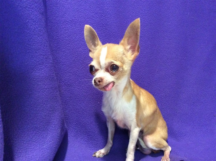 Толстые чихуахуа