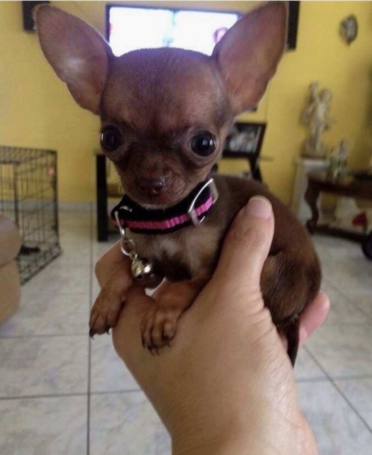 Родничок у собаки чихуахуа