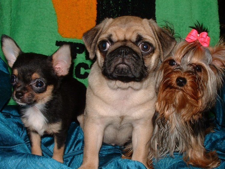 Средняя жизнь чихуахуа