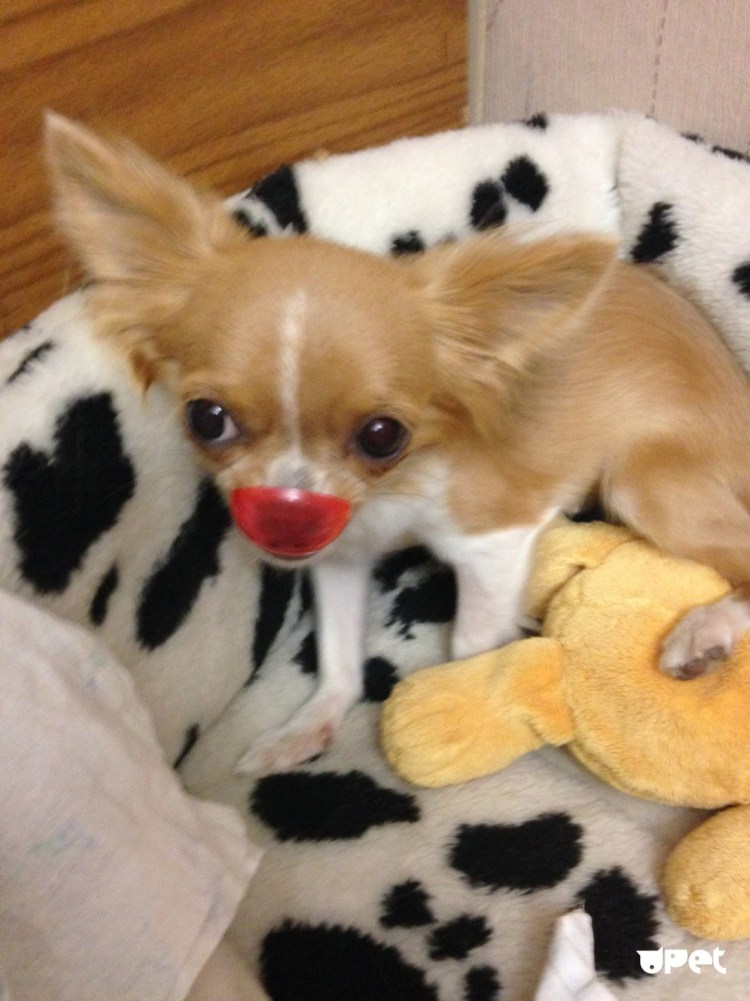 Гидроцефалия у собак чихуахуа