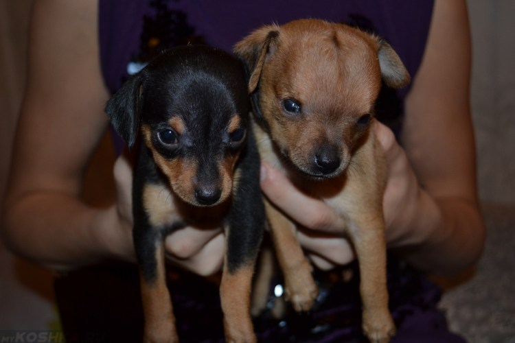 Гидроцефалия у чихуахуа