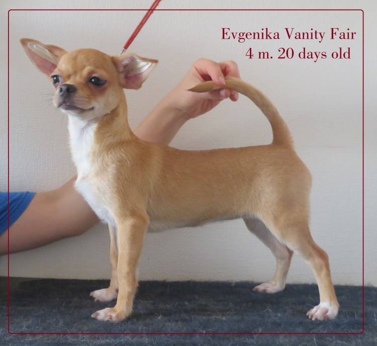 Горбатая спина у чихуахуа