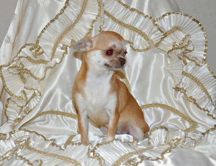 Шоколаднособалиный чих