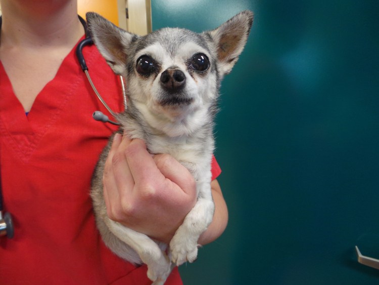 Той терьер прививки