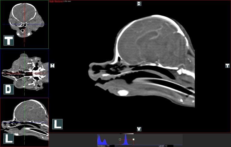 Чихуахуа большая