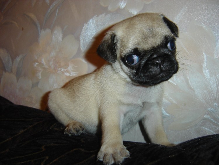 Чихуахуа здоровье