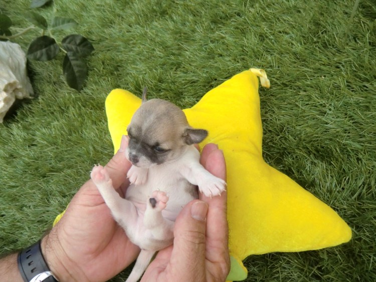 Детеныши чихуахуа мини