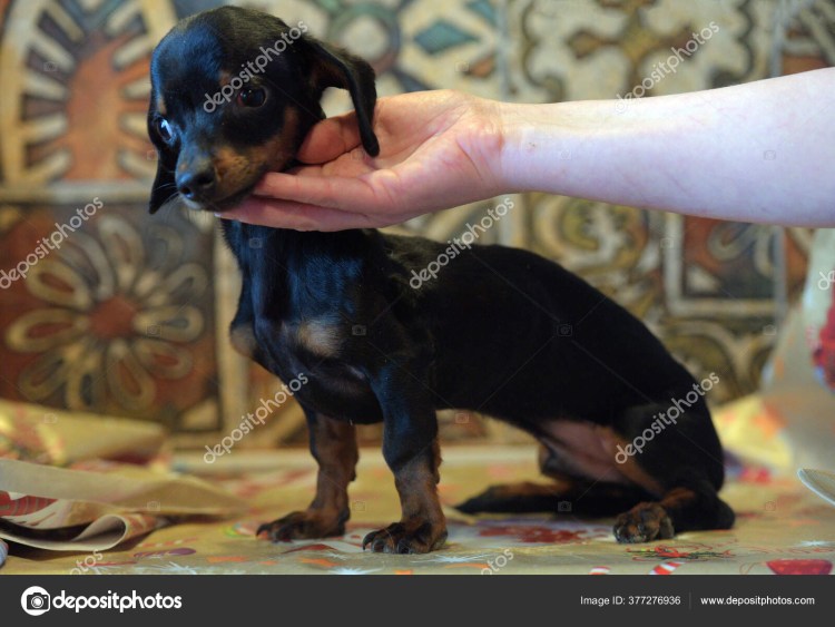 Фото щенка больного гидроцефалией