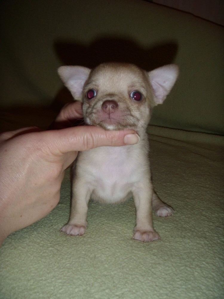 Череп чихуахуа Родничок