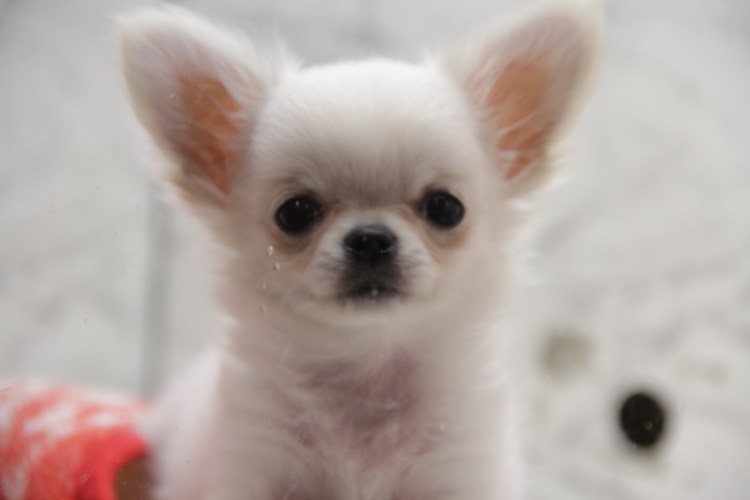 Карликовый чихуахуа