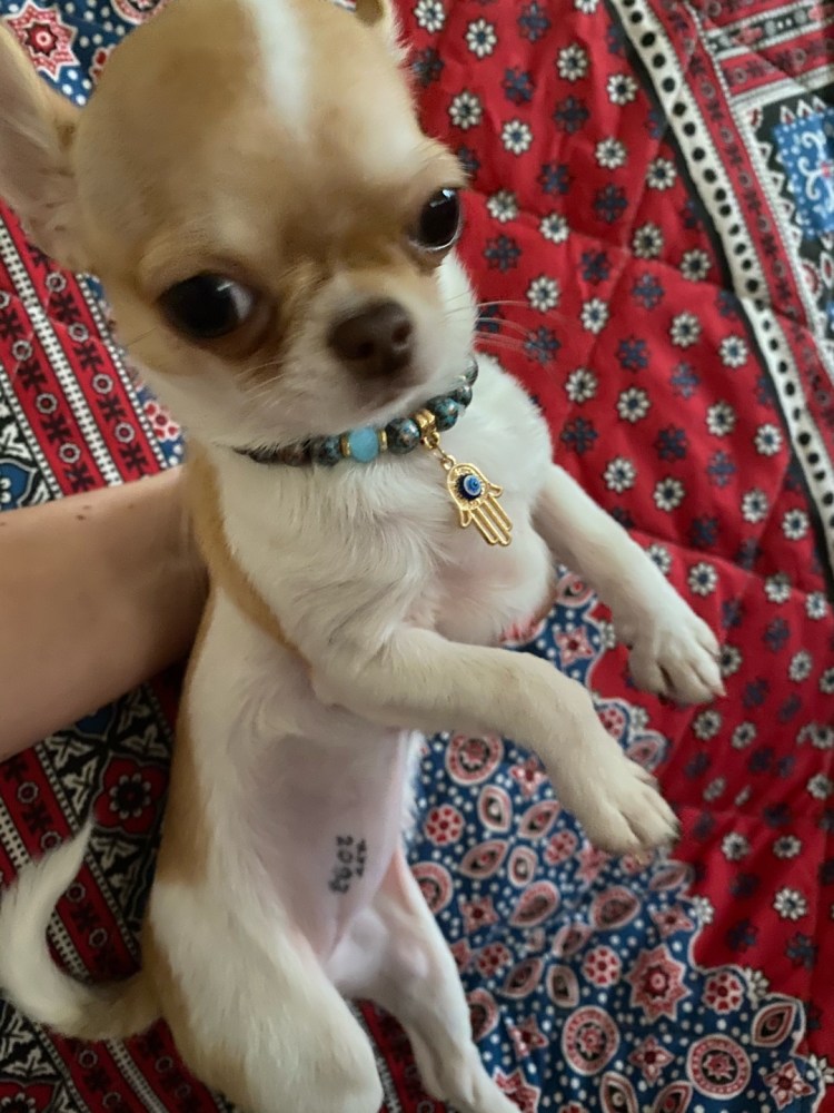 Чихуахуа 6 кг