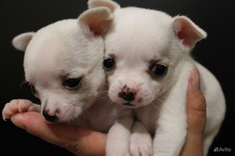 Новорожденные чихуахуа