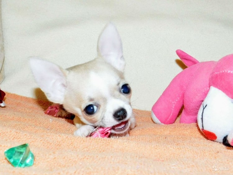 Храбрый чихуахуа