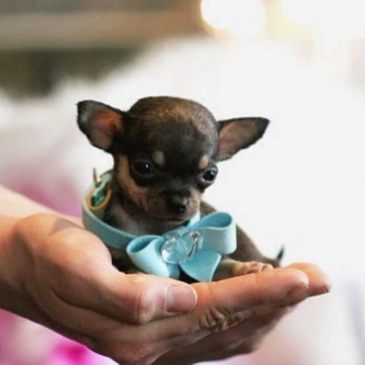 Чихуахуа с человеком
