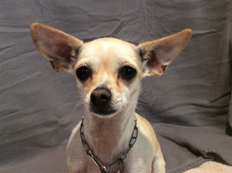 Гидроцефалия у собак рентген