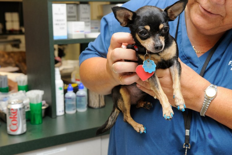 Пёсики чихуахуа с сопелькой