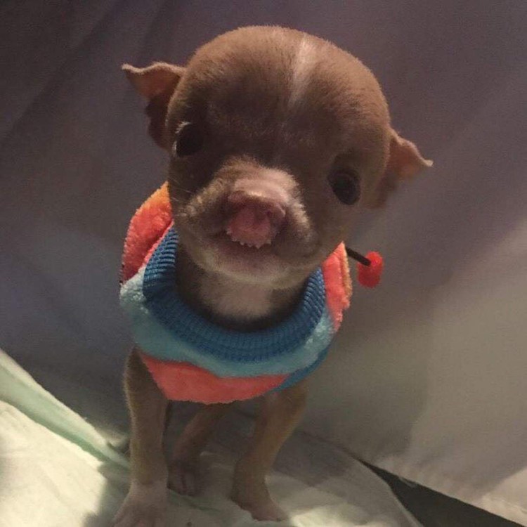 Бездомный чихуахуа