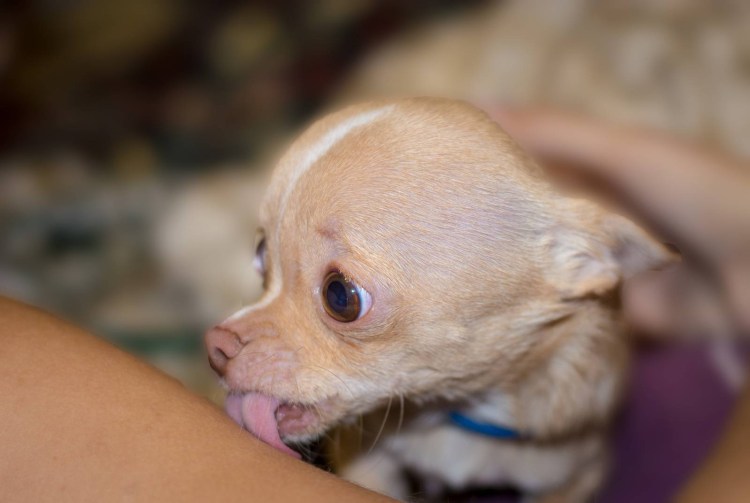 Детёныш чихуахуа