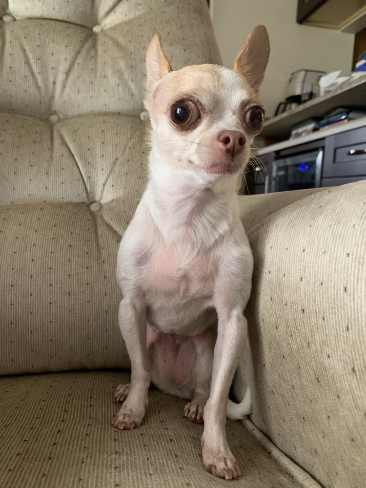 Гидроцефалия головного мозга у собак