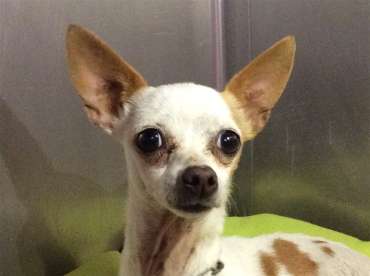 Испуганная маленькая собака